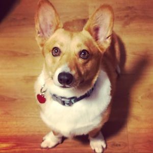 💙 Pet mom, but smoke free home!!!🐕💙